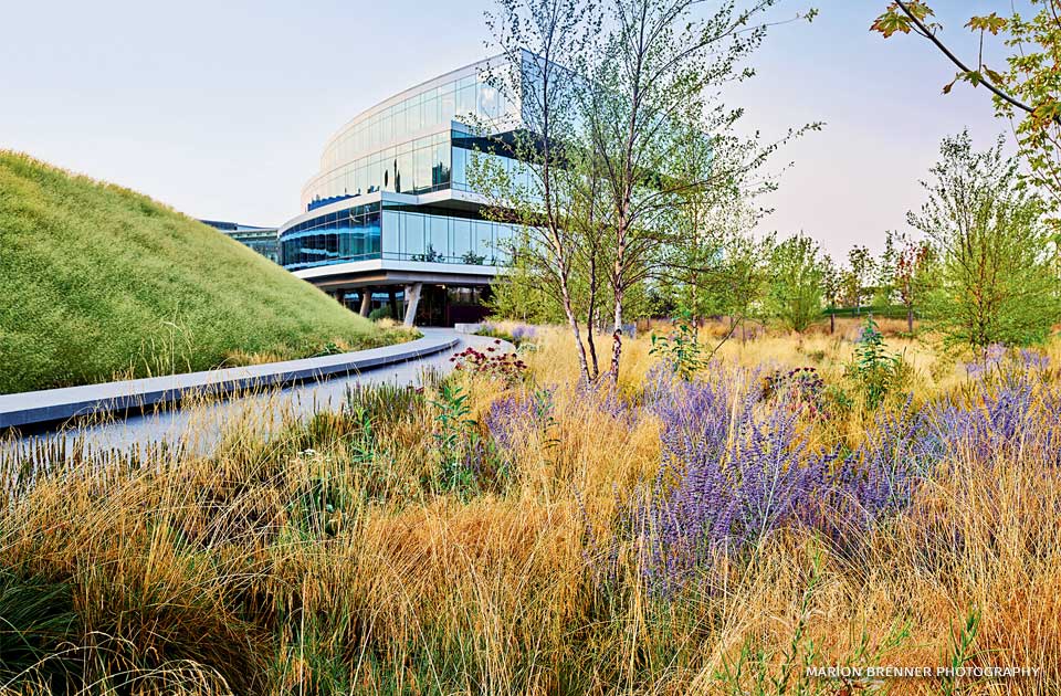 An image of a large bioretention meadow on the Expedia HQ campus.