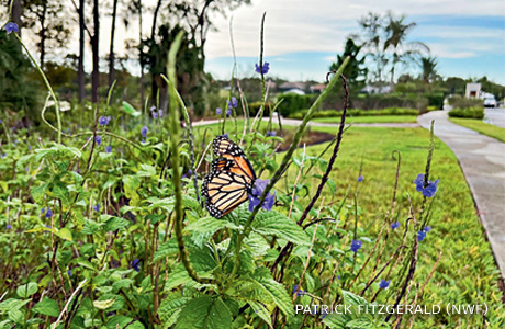 An image of a monarch butterfly on blue porterweed.