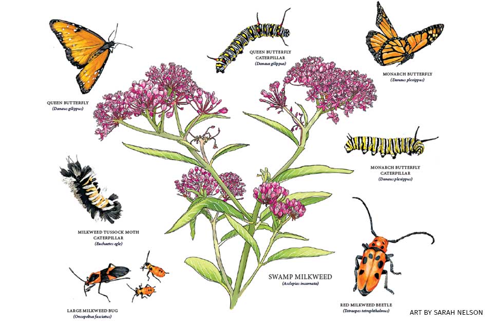 An illustration of swamp milkweed surrounded by a variety of insects with text that describes species ID.