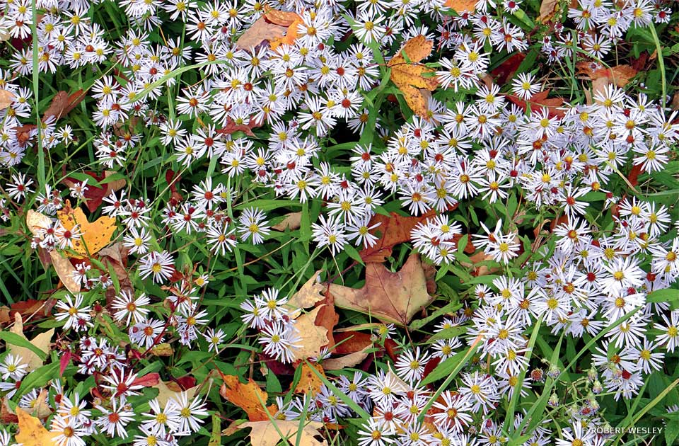 An image of bushy aster in Cornell Botanic Gardens’ native lawn.