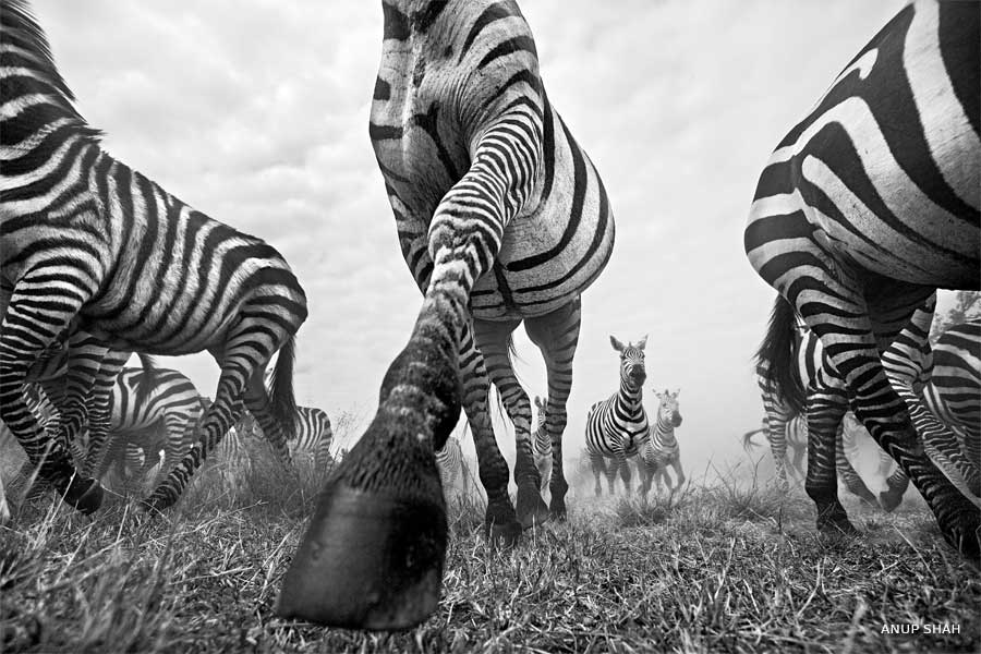 An image of a running zebra herd.