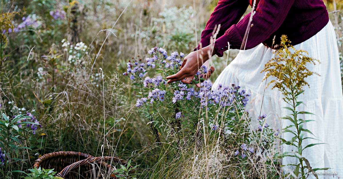 An image of Alyson Morgan harvesting New England aster.