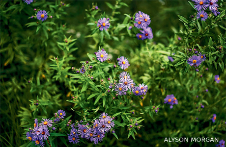 An image of New England aster.