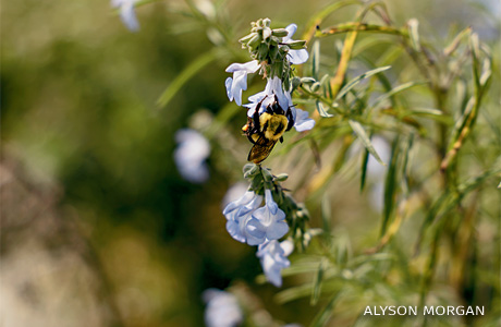 An image of a bumble bee on azure sage.