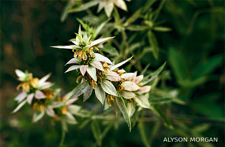An image of spotted bee balm.