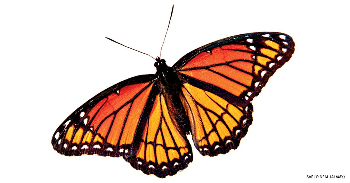 An image of a viceroy butterfly.