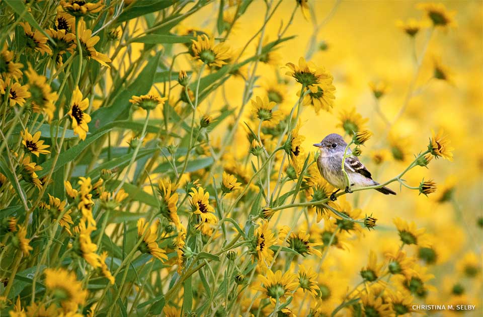An image of a western wood-pewee hunting for insects in a field of Pecos sunflowers.