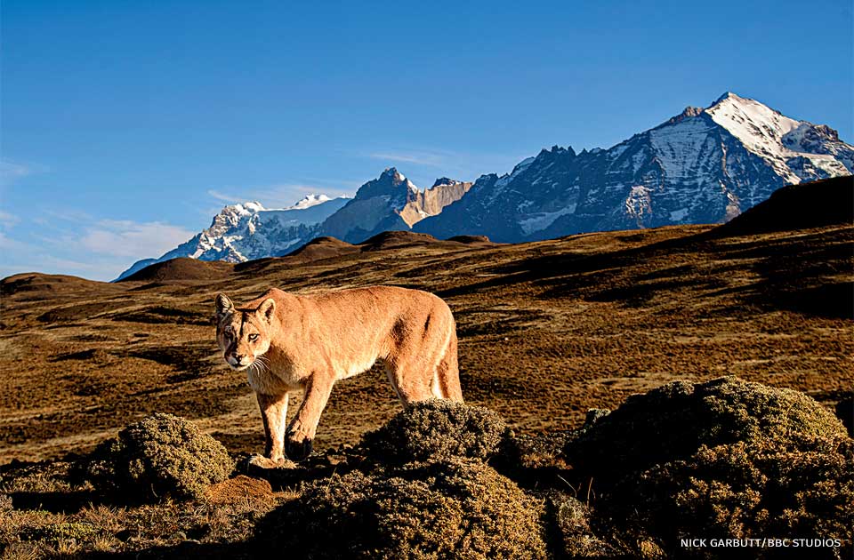 An image of a puma.