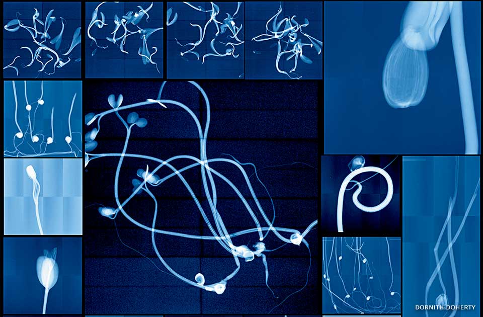 An image of a digital collage made from x-rays of seedlings captured at the National Center for Genetic Resources Preservation and the Millennium Seed Bank.