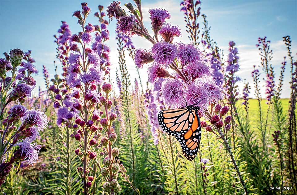 An image of a monarch butterfly feeding on a blazing star.