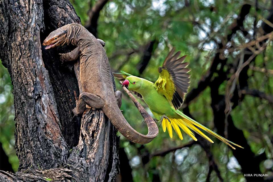 An image of a rose-ringed parakeet biting a monitor lizard.