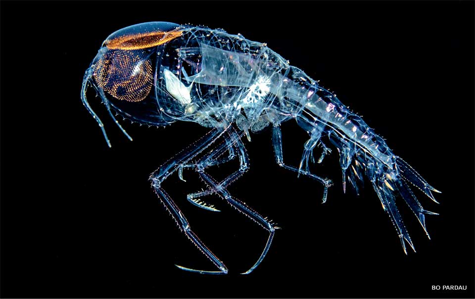 An image of a Cystisoma amphipod.