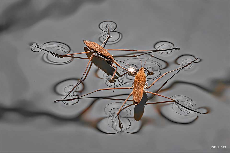 An image of common water striders.