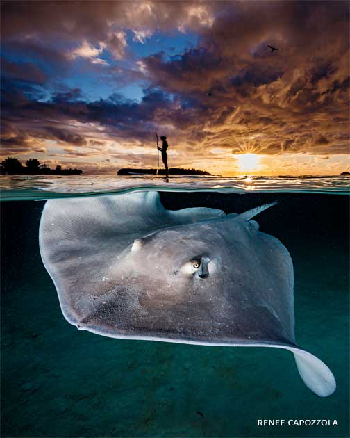 An image of a paddleboarder and pink whipray.
