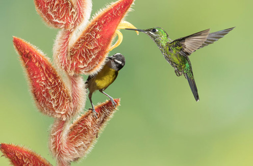 Bananaquit and green-crowned brilliant, Highlands region, Costa Rica