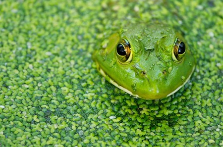 American bullfrog, Harrisburg, PA