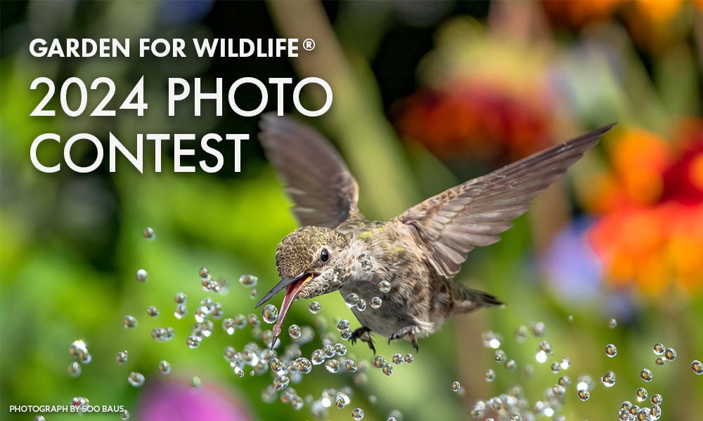 2024 Garden for Wildlife Photo Contest