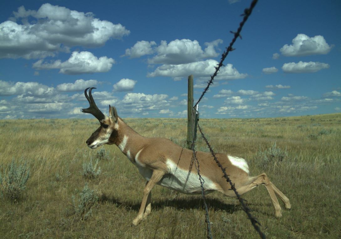 pronghorn under fence