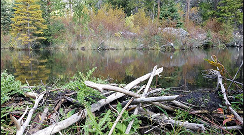 beaver habitat
