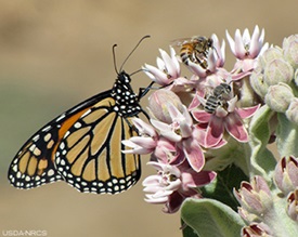 monarch and bees on milkweed plant