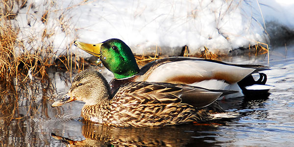 Mallard