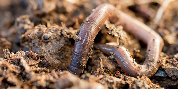 Earthworms