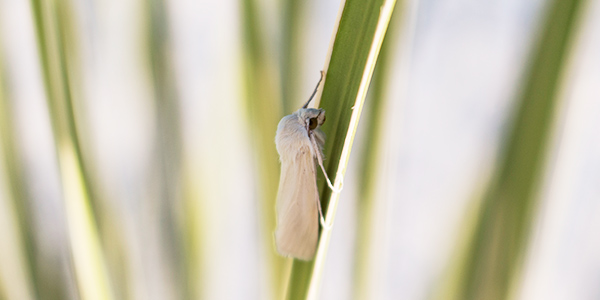 Yucca Moths