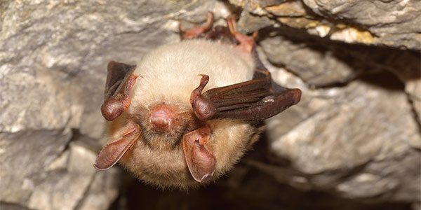 Bat Image