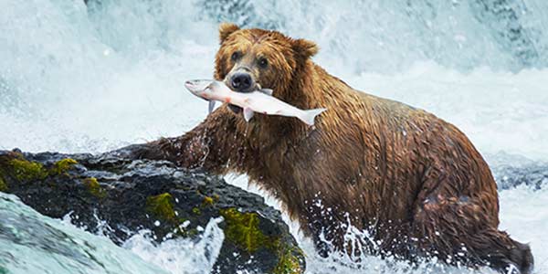 Bear eating fish