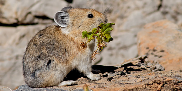 American Pika