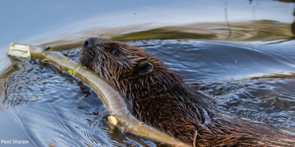 beaver swimming