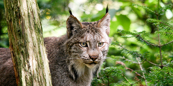 Canada Lynx In Woods