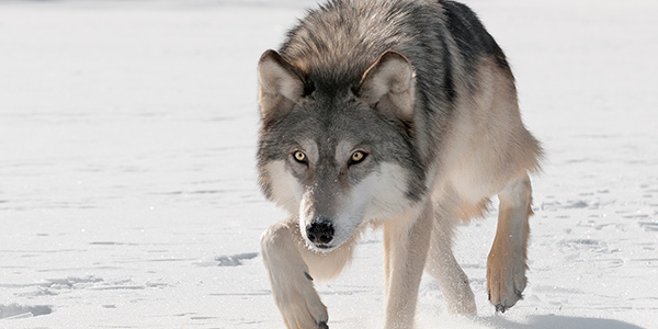 Gray Wolf
