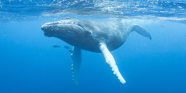 Humpback Whale