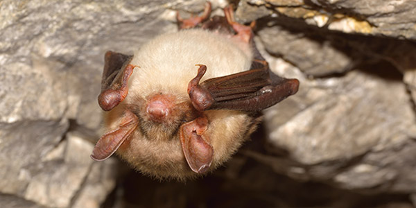 Brown Bat