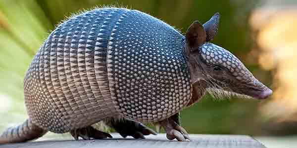 Nine Banded Armadillo