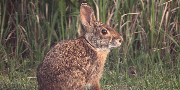 Swamp Rabbit