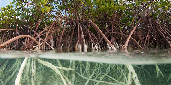 Red Mangrove